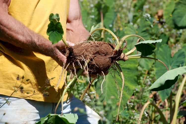 Produtores do ES antecipa a colheita de Inhame por causa do calor