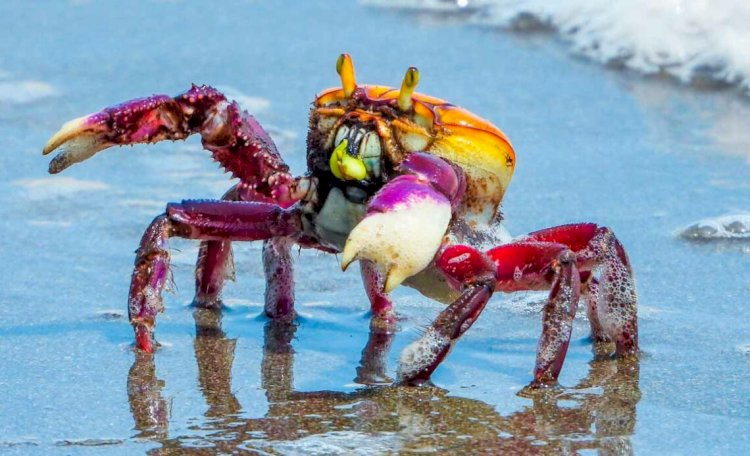 Veja até quando está proibida a coleta do caranguejo-uçá