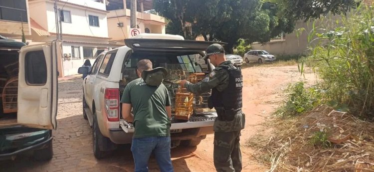 69 aves são resgatadas de cativeiro em Castelo e levadas para o CEREIAS em Aracruz