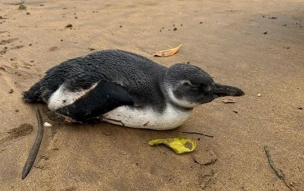 Pinguins aparecem no litoral do Espírito Santo durante migração