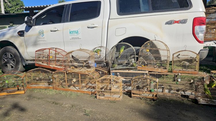 Cerca de 40 aves silvestres de diferentes espécies foram resgatadas.
